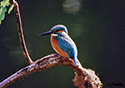 Alcedo atthis